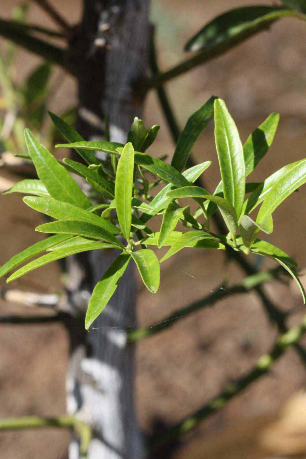              Sun leaves (Riverside, CA)       